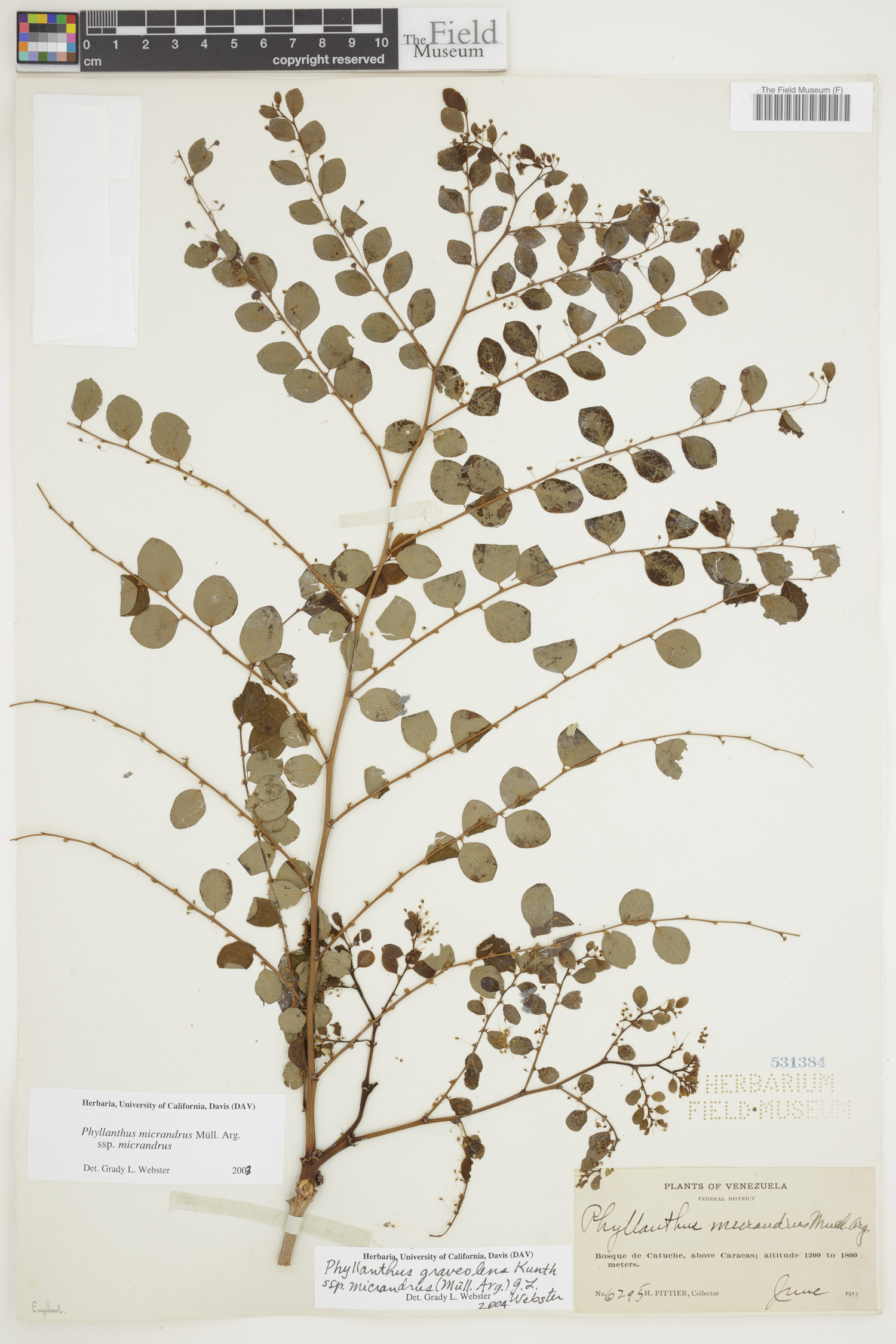 Phyllanthus graveolens image