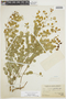 Phyllanthus graveolens image