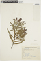 Phyllanthus klotzschianus image
