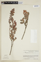 Phyllanthus neblinae image