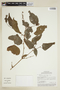 Phyllanthus martii image