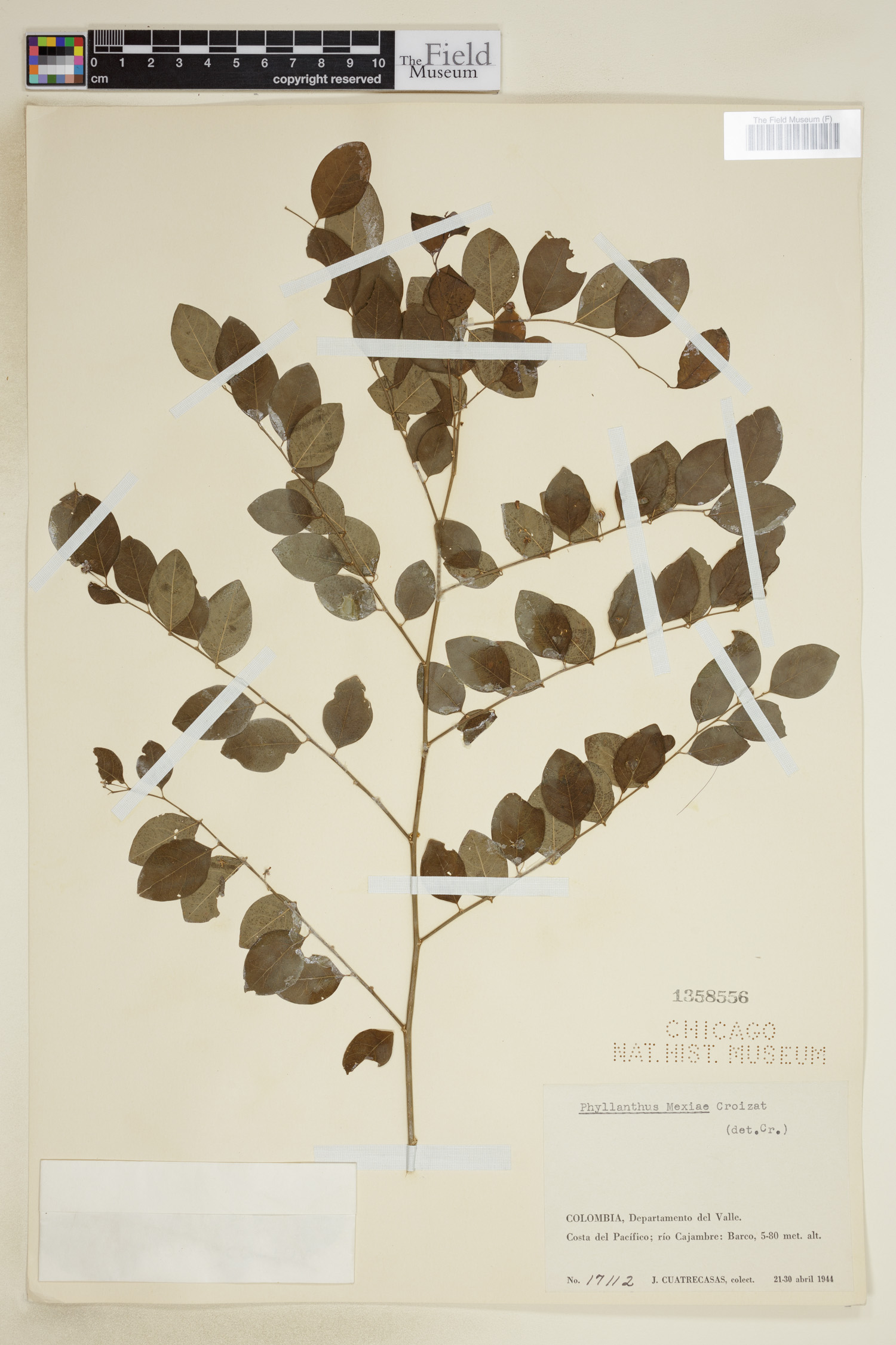 Phyllanthus mexiae image