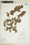 Phyllanthus madeirensis image
