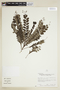 Phyllanthus lacerilobus image