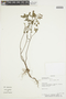 Phyllanthus niruri image