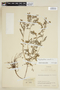Phyllanthus niruri image