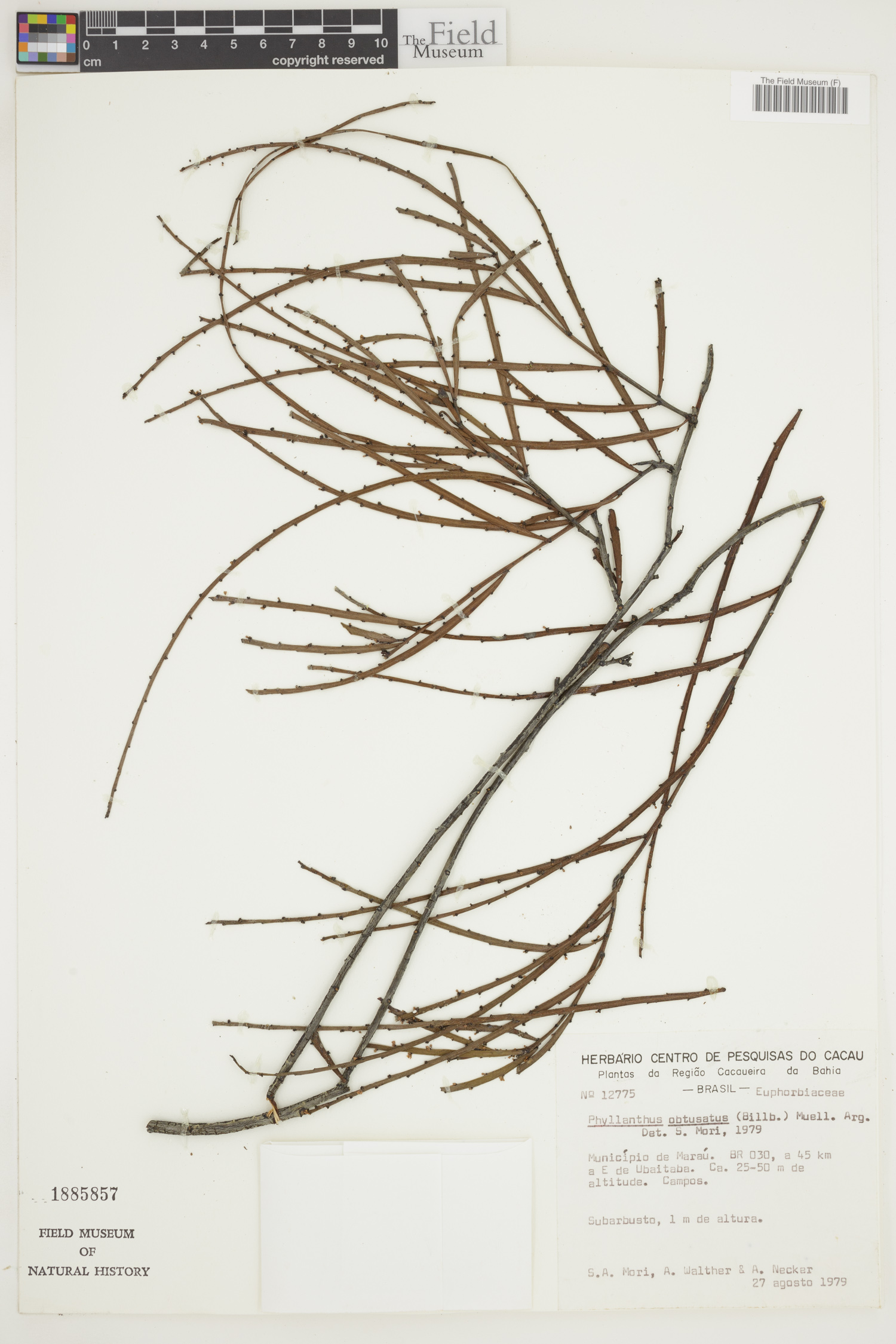 Phyllanthus obtusatus image