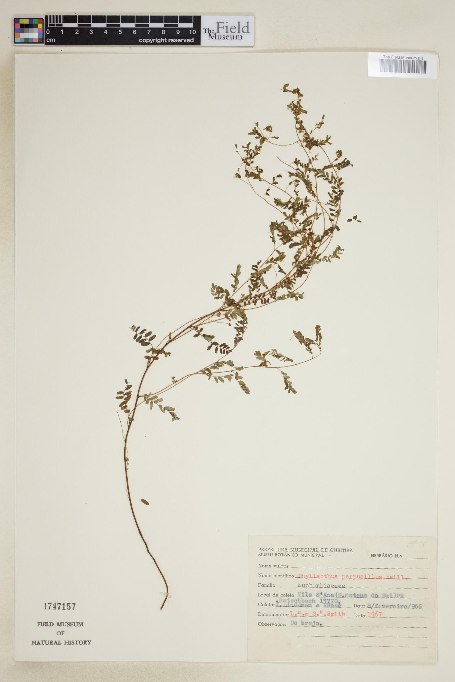 Phyllanthus perpusillus image