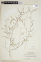 Phyllanthus perpusillus image
