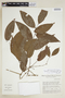 Phyllanthus poeppigianus image