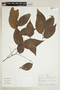 Phyllanthus poeppigianus image