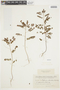 Phyllanthus orbiculatus image