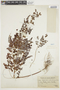 Phyllanthus orbiculatus image