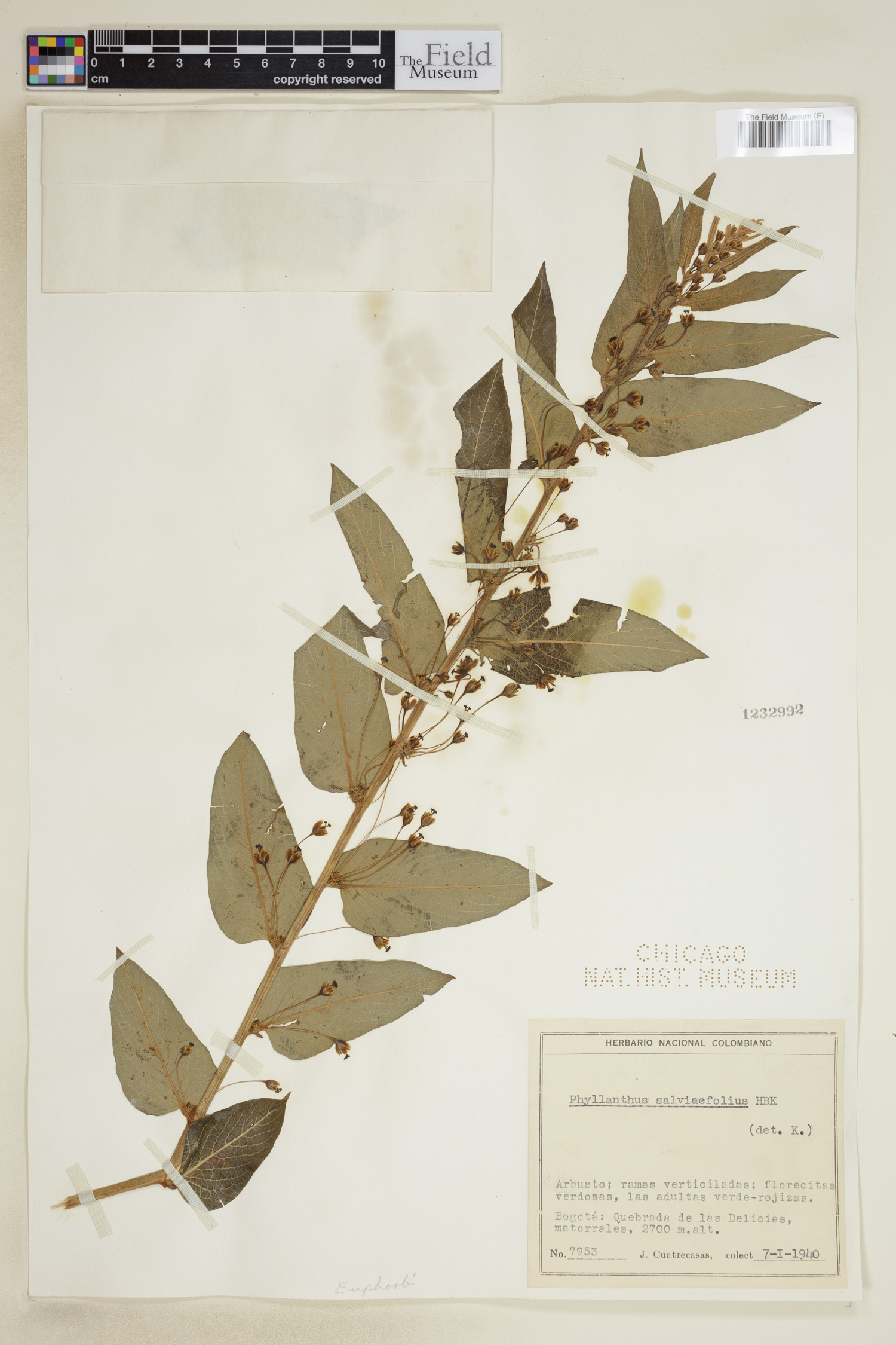 Phyllanthus salviifolius image
