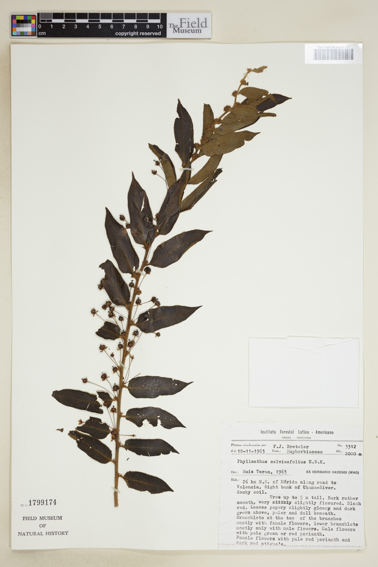 Phyllanthus salviifolius image