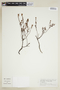Phyllanthus ramillosus image