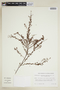 Phyllanthus ramillosus image