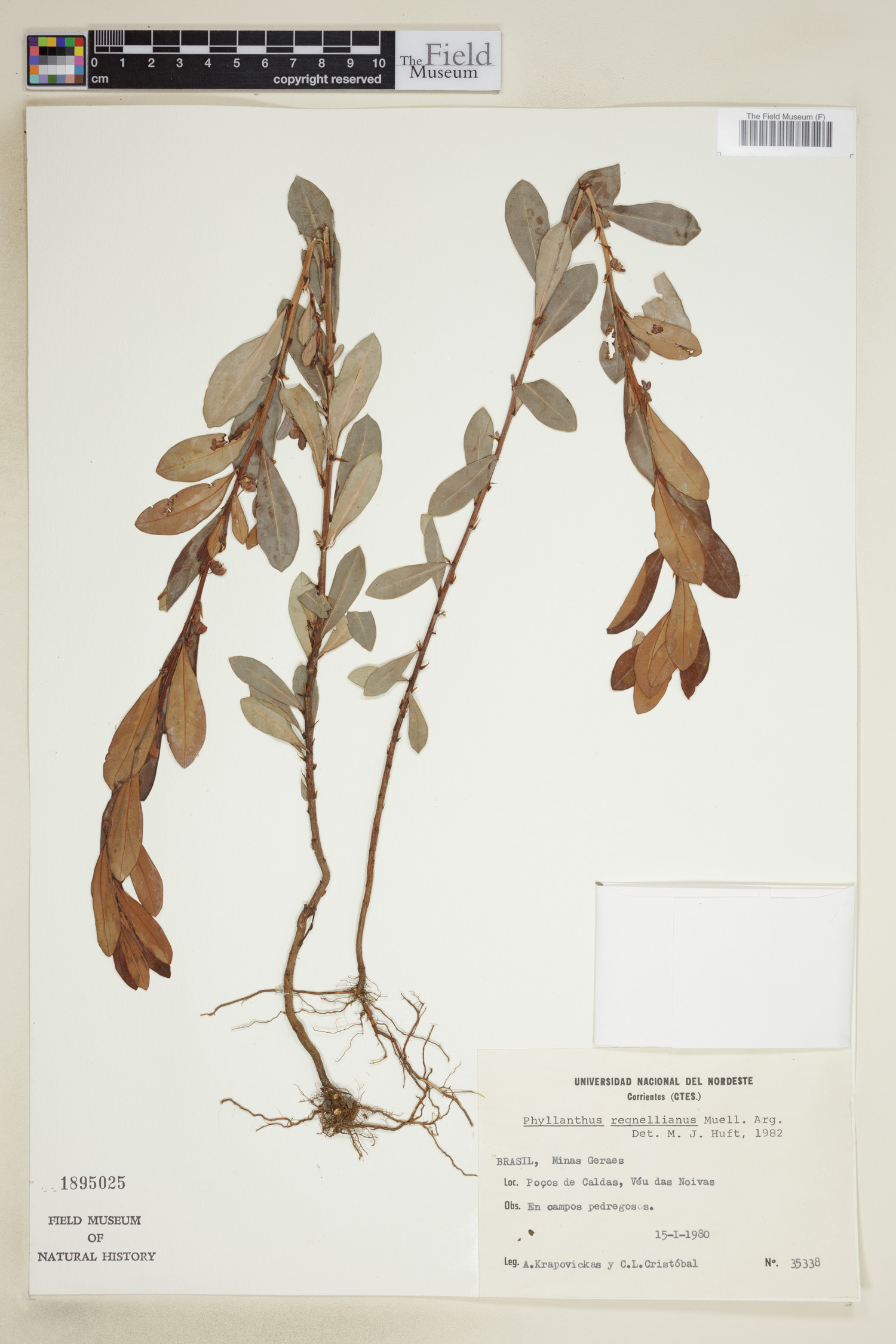 Phyllanthus dictyospermus image
