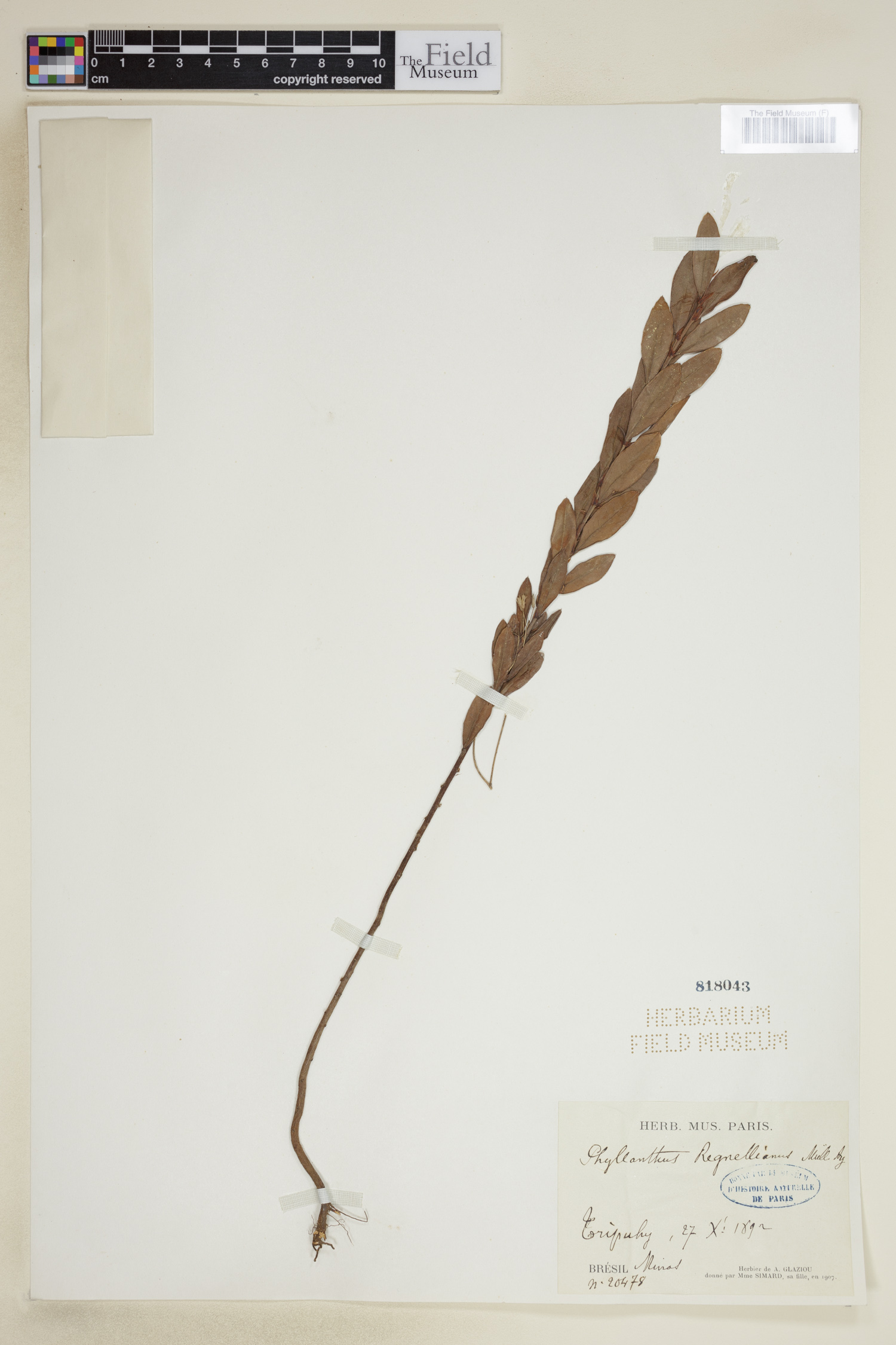 Phyllanthus dictyospermus image