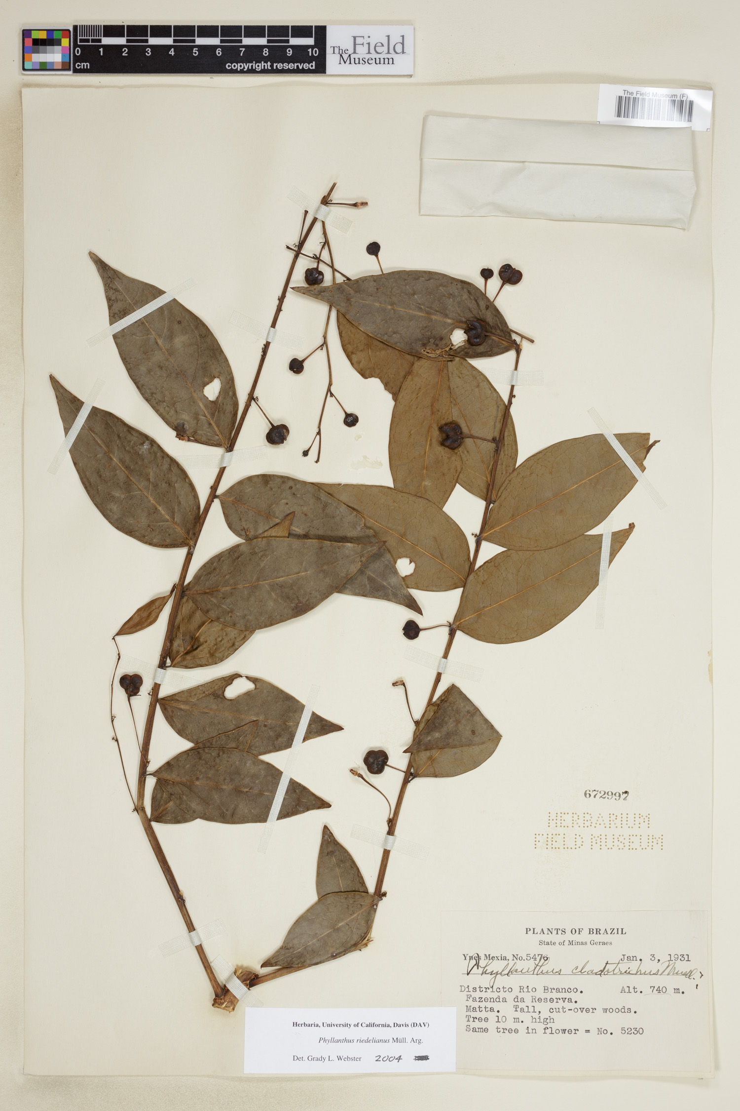 Phyllanthus riedelianus image