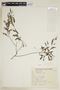 Phyllanthus niruri subsp. lathyroides image