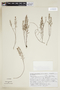 Phyllanthus rosmarinifolius image