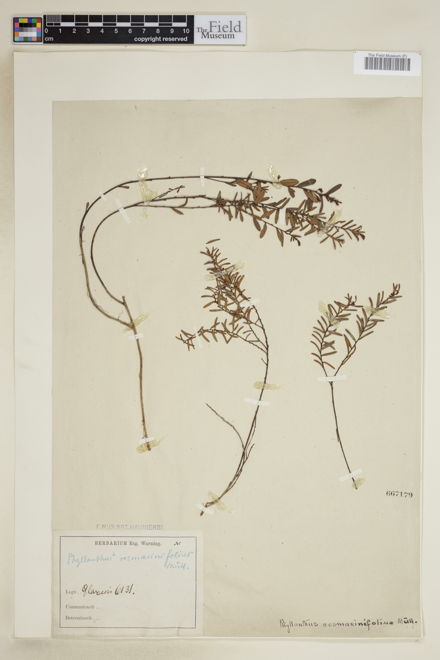 Phyllanthus rosmarinifolius image