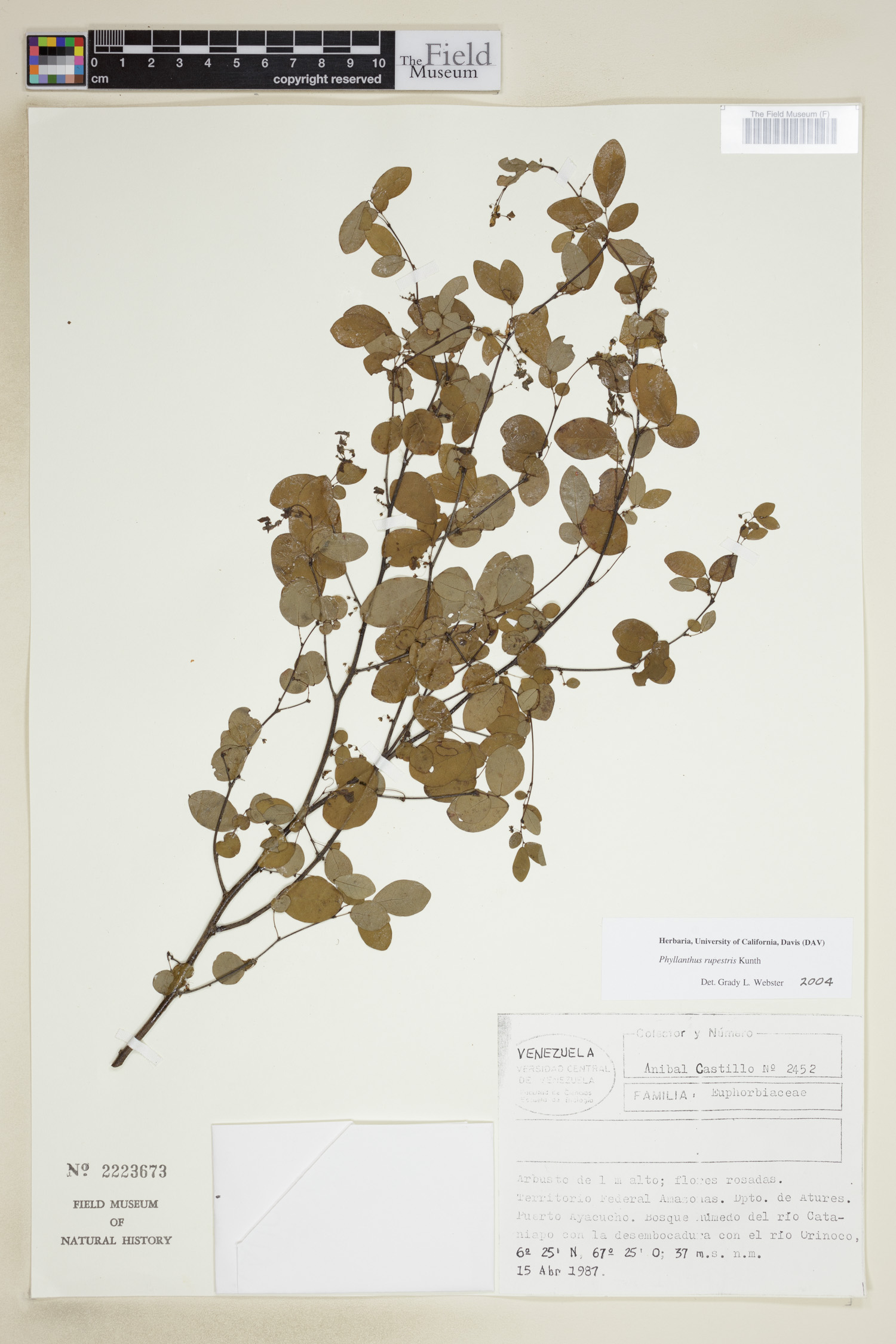 Phyllanthus rupestris image