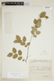 Phyllanthus rupestris image