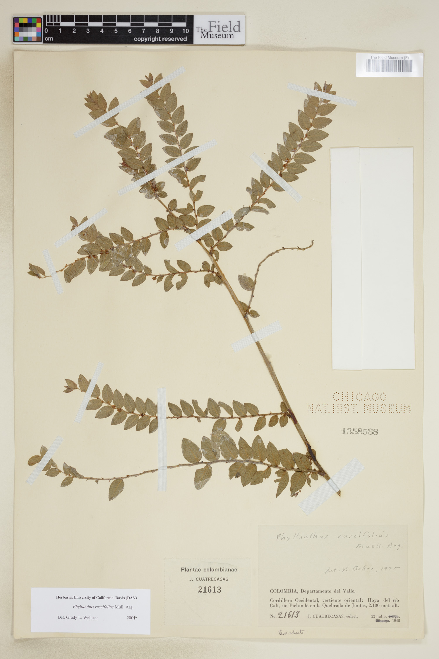 Phyllanthus ruscifolius image