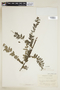 Phyllanthus ruscifolius image