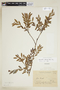 Phyllanthus sellowianus image