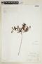 Phyllanthus sellowianus image