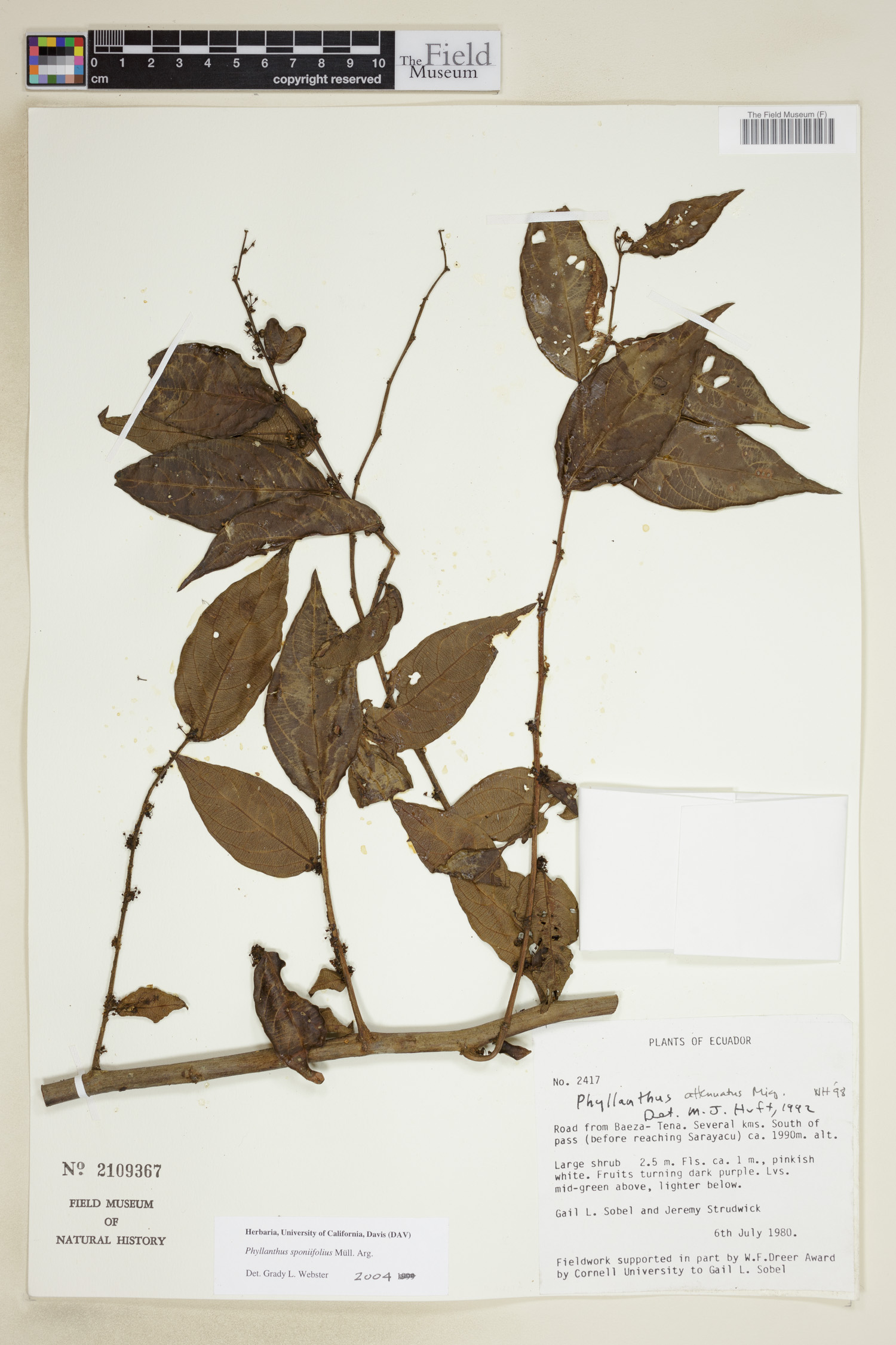 Phyllanthus sponiifolius image