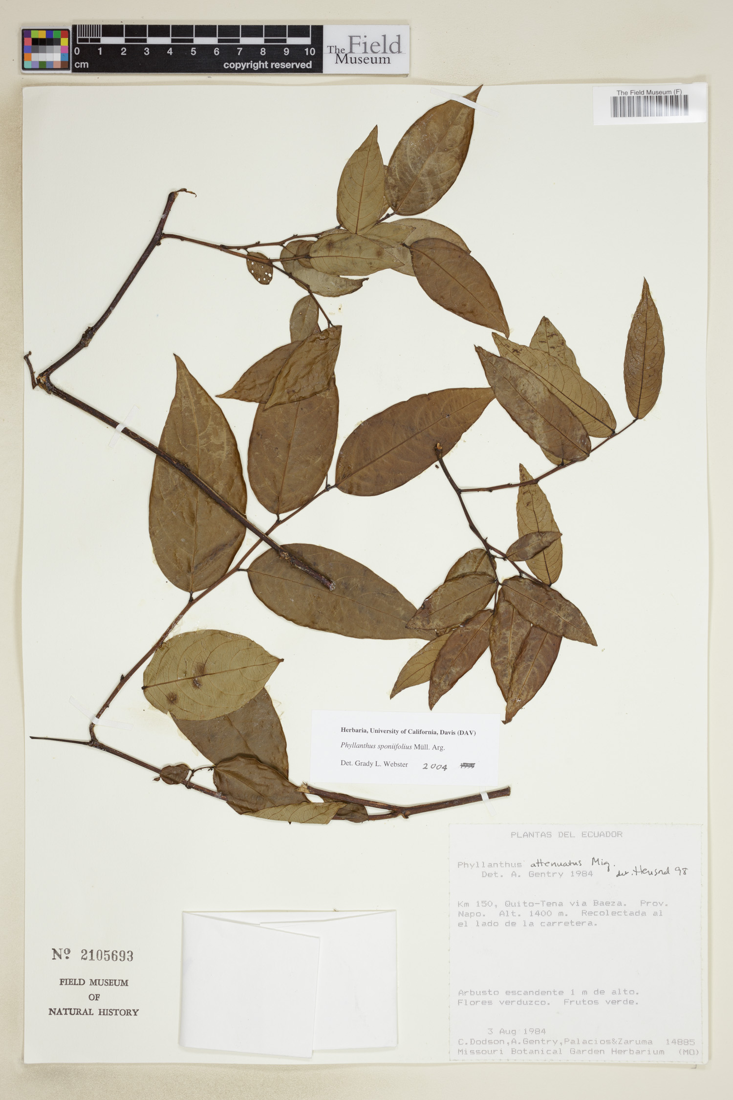 Phyllanthus sponiifolius image