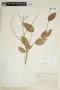 Phyllanthus sponiifolius image