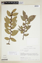 Phyllanthus sponiifolius image