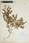 Phyllanthus spruceanus image
