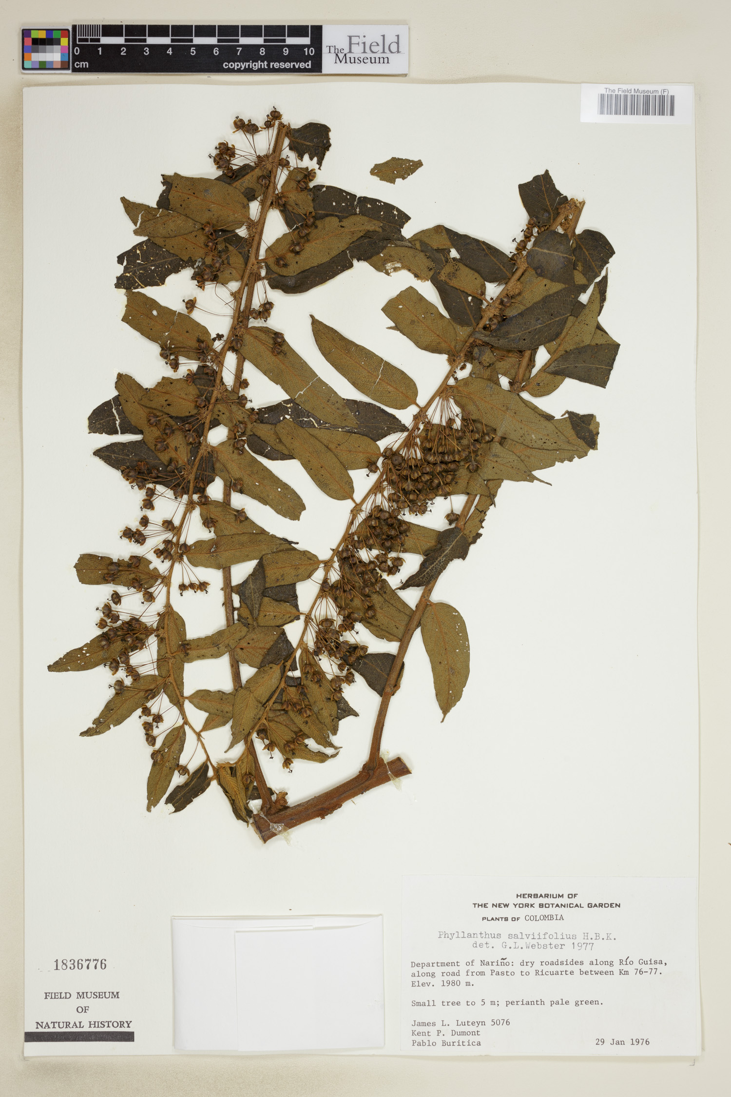 Phyllanthus salviifolius image