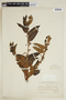 Phyllanthus salviifolius image