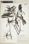 Phyllanthus subapicalis image