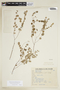 Phyllanthus subemarginatus image