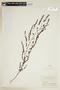 Phyllanthus subemarginatus image