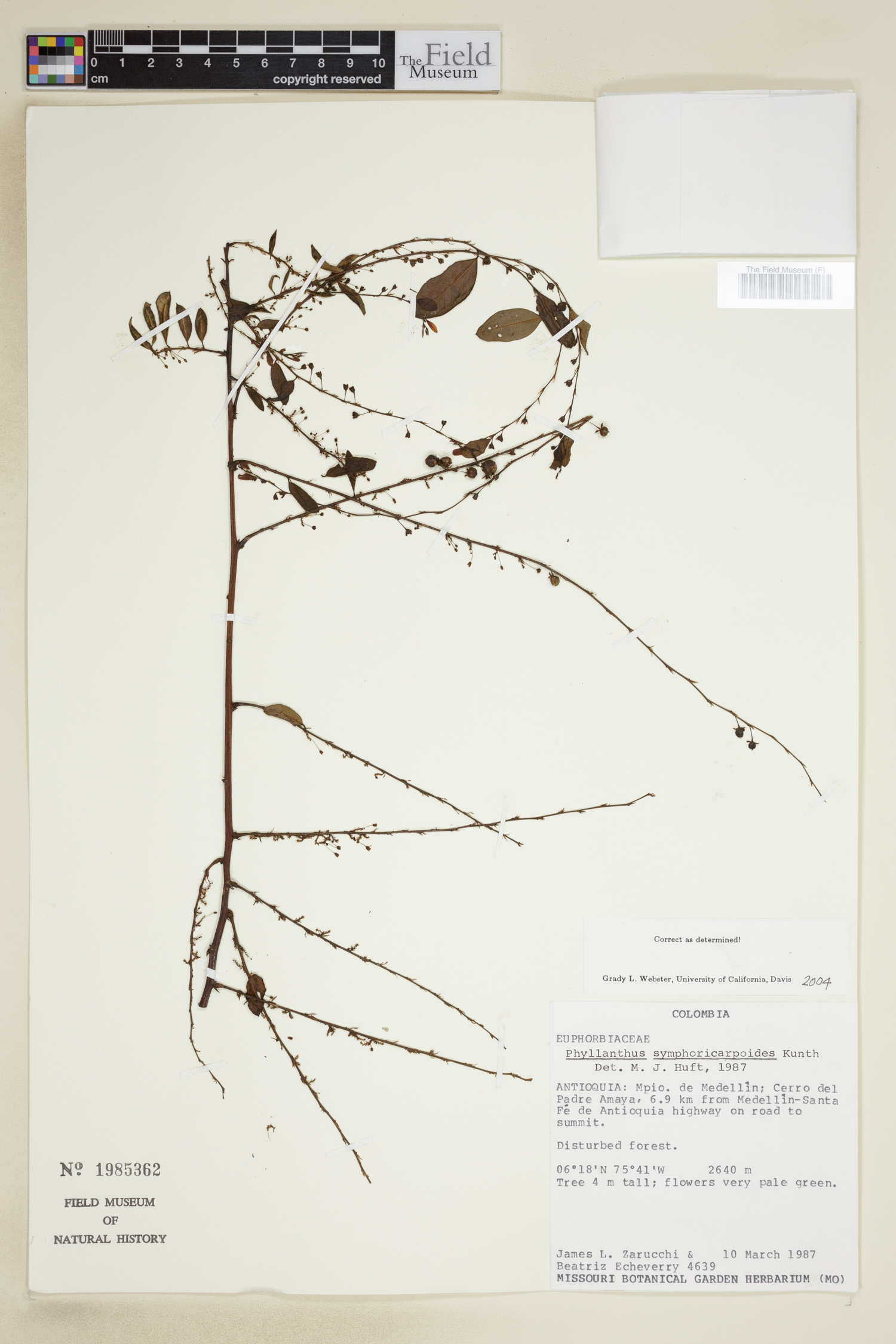 Phyllanthus symphoricarpoides image