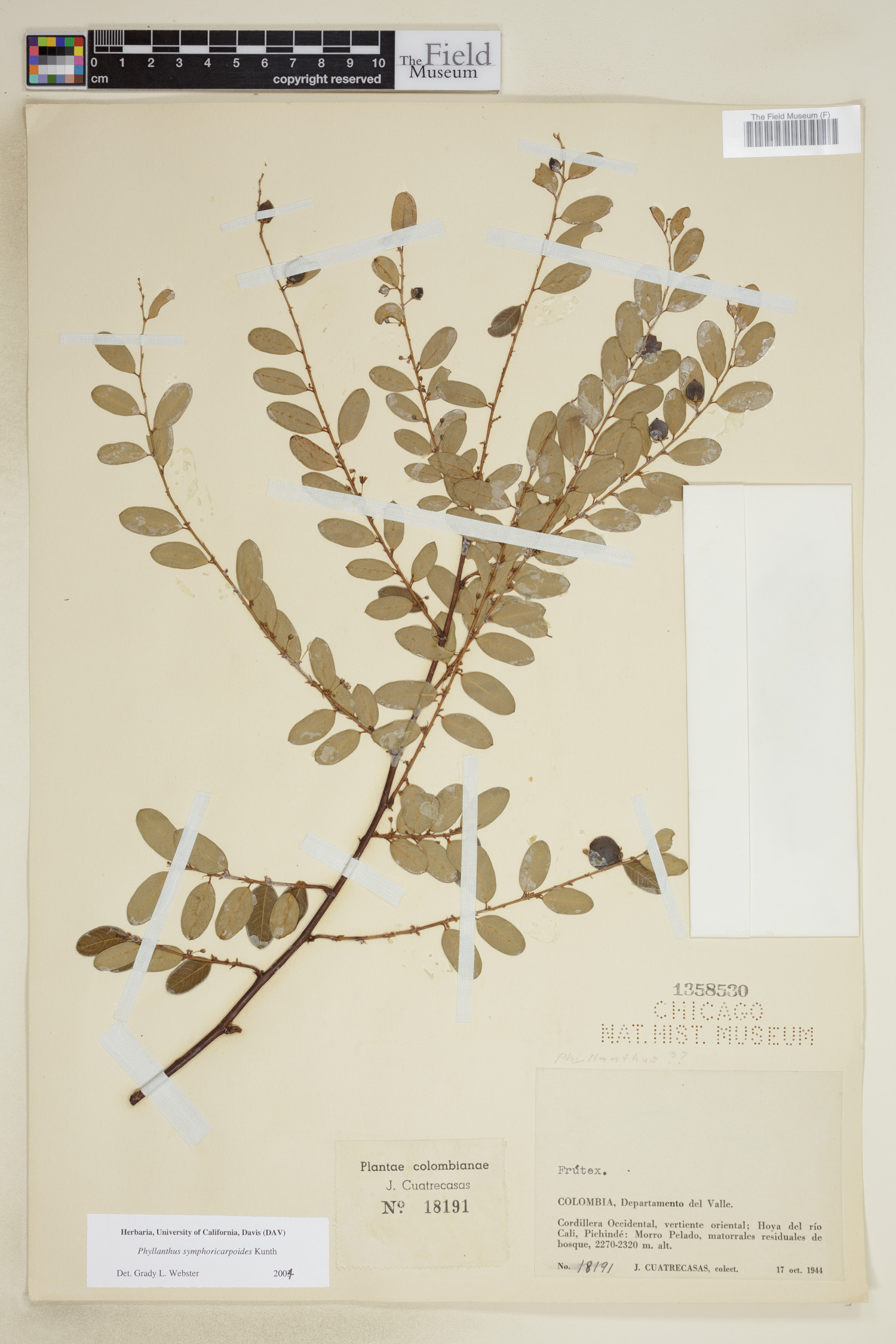 Phyllanthus symphoricarpoides image