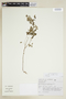 Phyllanthus tenellus var. tenellus image