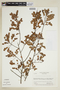 Phyllanthus vacciniifolius image
