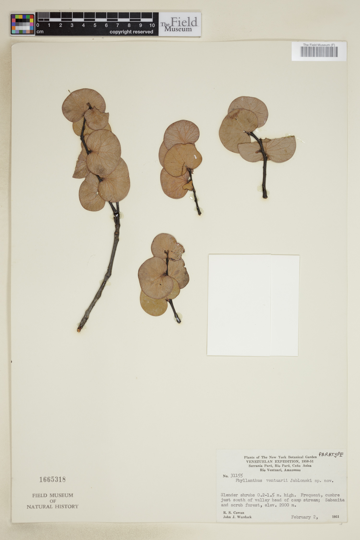 Phyllanthus ventuarii image