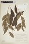Phyllanthus umbratus image