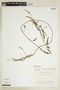 Phyllanthus urinaria image